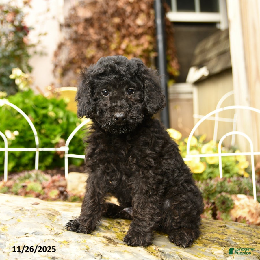 Toy Poodle dogs Saba - Ad 17