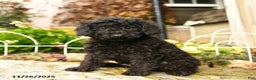 Toy Poodle dogs for sale: Saba - Ad 1