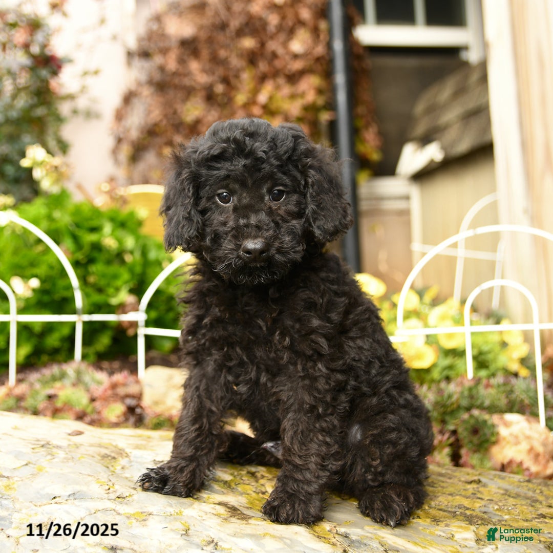 Toy Poodle dogs for sale: Saba - Ad 1