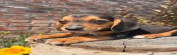 Beagle dogs for sale: Buck - Ad 4