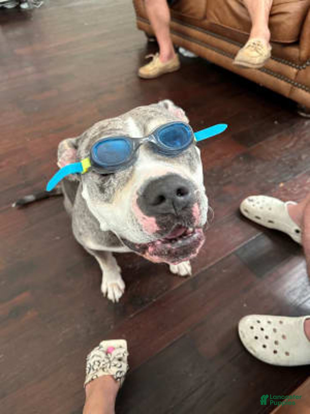 Gallery Image {{count}}