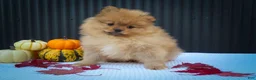 Pomeranian dogs for sale: 🐾 Meet Rosco — A Bouncy Little Ball of Fluff! 🐾 - Ad 11