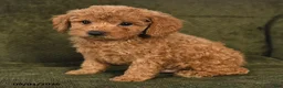 Miniature Poodle dogs for sale: Harley - Ad 4