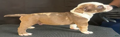 American Bully 4