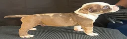 American Bully dogs for sale: American Bully 4 - Ad 1