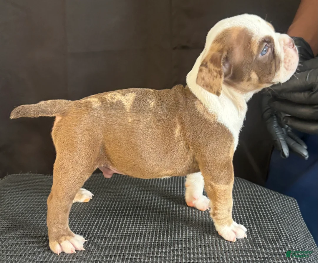 American Bully dogs for sale: American Bully 4 - Ad 1