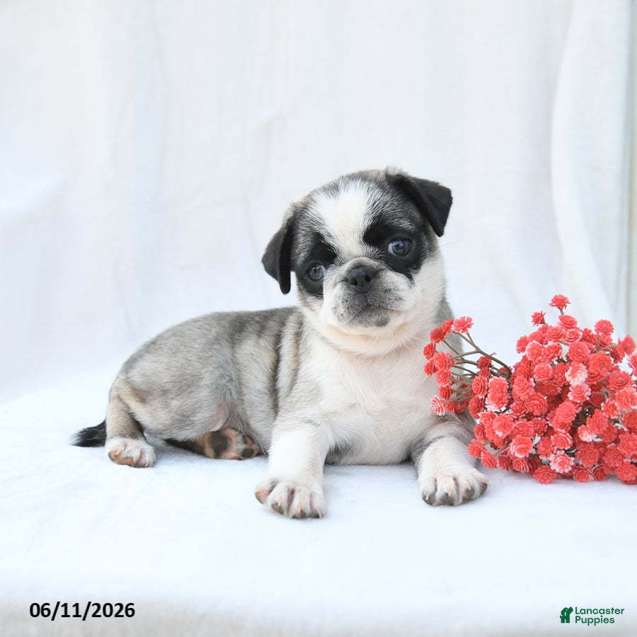 Boston Terrier dogs Honey - Ad 2