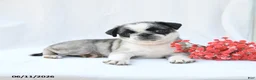 Boston Terrier dogs for sale: Honey - Ad 2