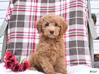 Goldendoodle dogs - Ad 9