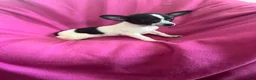 Chihuahua dogs for sale: Chihuahua Girl-Dolly  - Ad 6