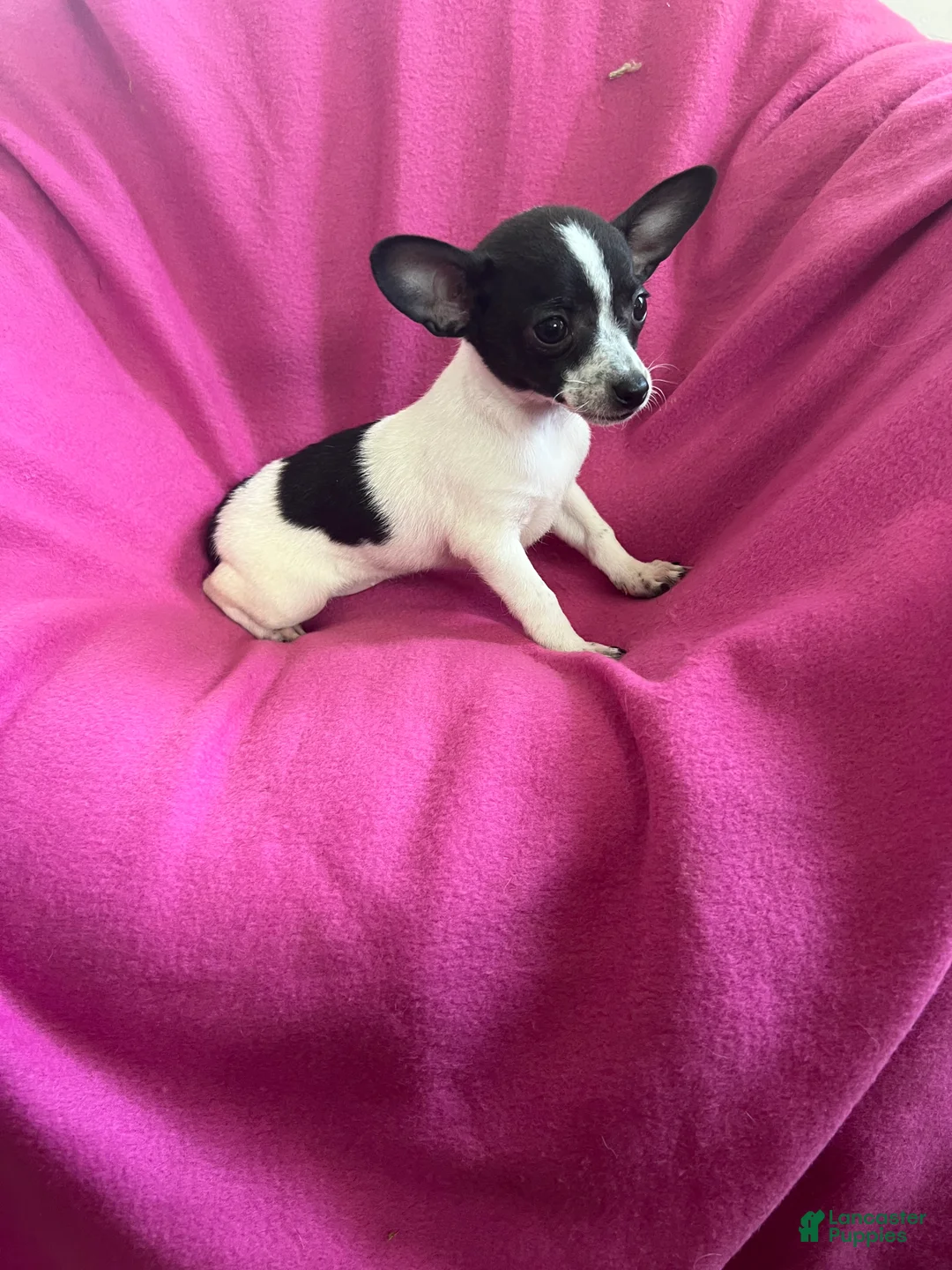 Chihuahua dogs for sale: Chihuahua Girl-Dolly  - Ad 6