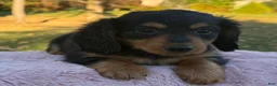 Miniature Dachshund dogs for sale: Ellie - Ad 5
