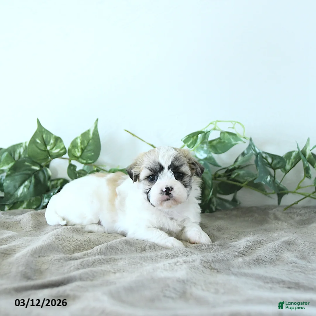 Teddy Bear dogs for sale: Molly - Ad 5