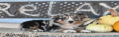 Dori