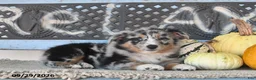 Australian Shepherd dogs for sale: Dori - Ad 1