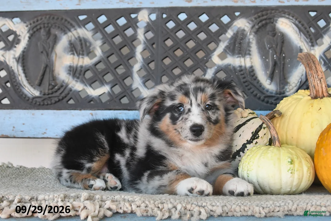 Australian Shepherd dogs for sale: Dori - Ad 1