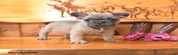 French Bulldog dogs for sale: Satin - Ad 1