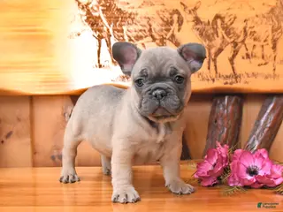 French Bulldog dogs for sale: Satin - Ad 2