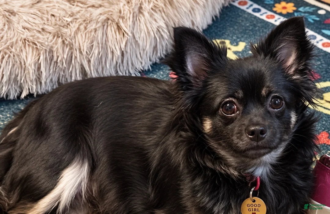 Chiweenie dogs for sale: Chiweenie 1 - Ad 1