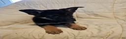 German Shepherd dogs for sale: Red Collar - Ad 3