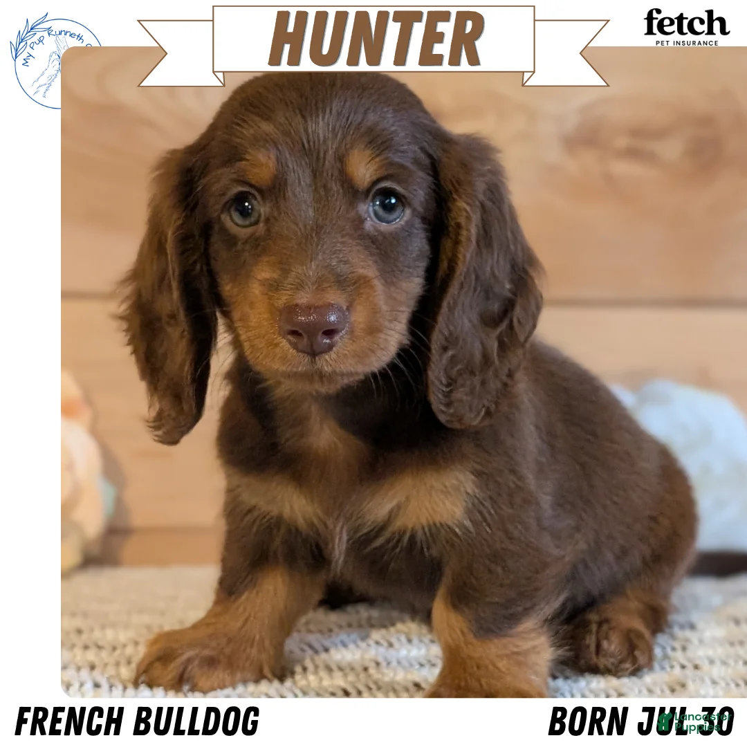 Miniature Dachshund dogs for sale: Hunter - Ad 1