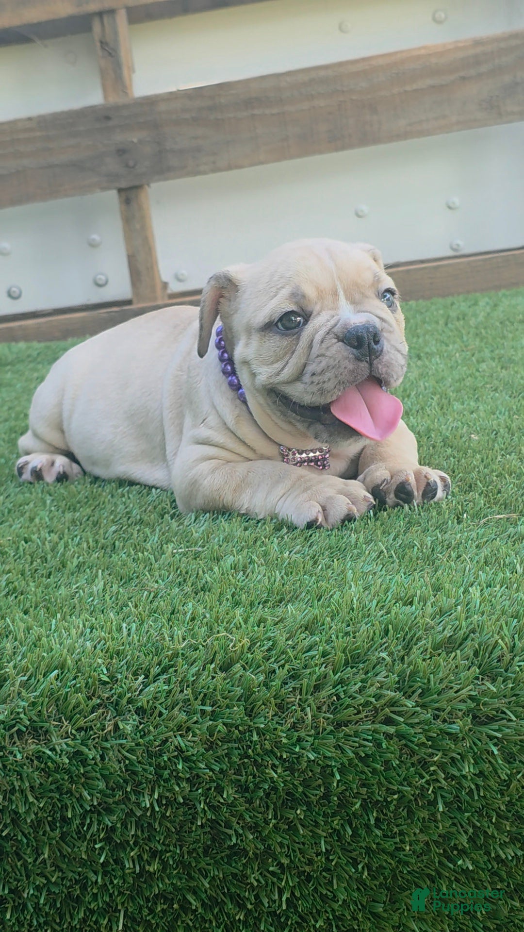 American Bully dogs Nala Girl - Ad 2