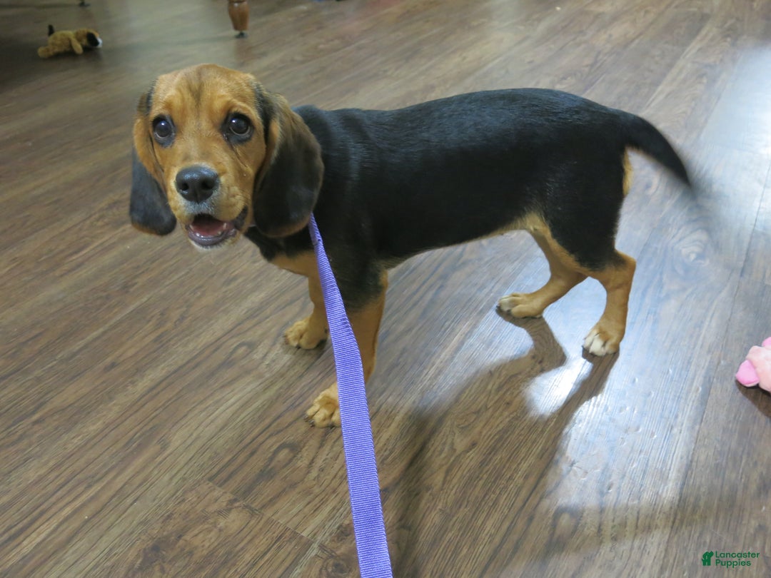 Beaglier dogs for sale: Velda - Ad 3