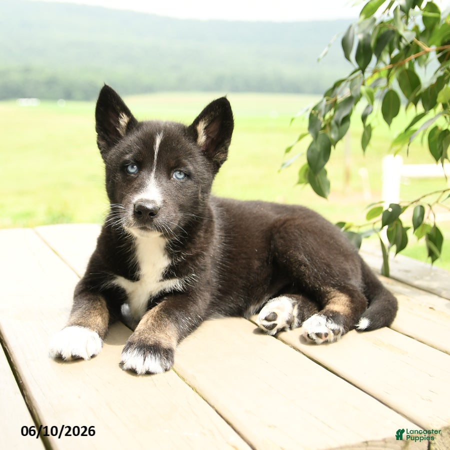 Gerberian Shepsky dogs Frisky - Ad 1