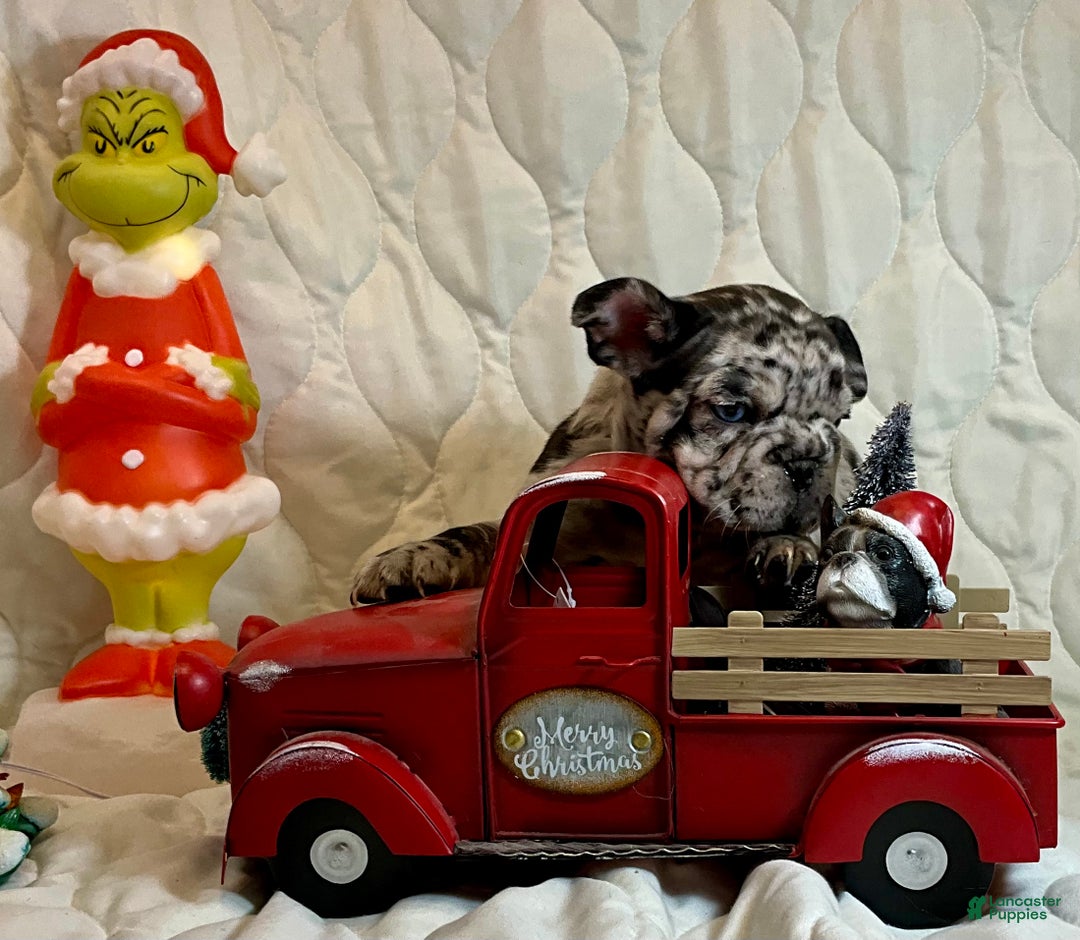 French Bulldog dogs for sale: Shell - Ad 2