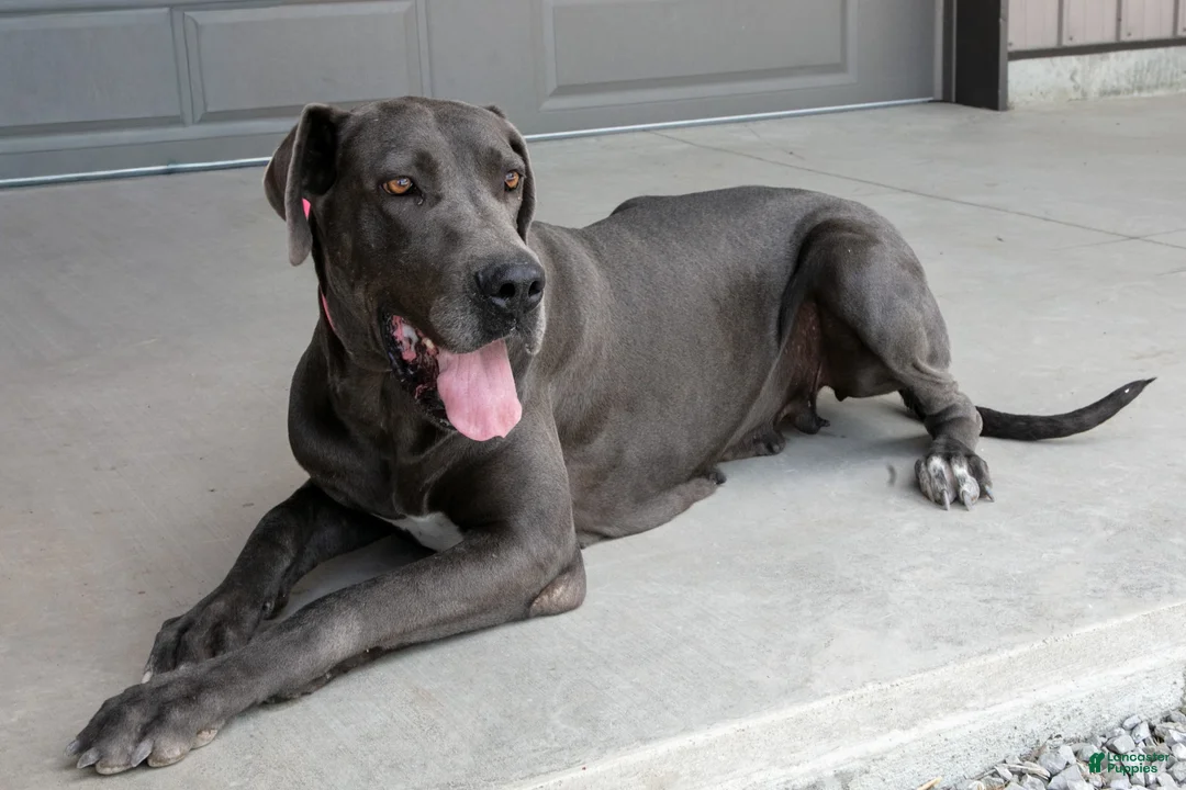 Great Dane dogs for sale: Big Boy - Ad 4