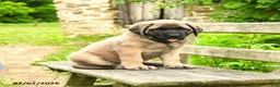 English Mastiff dogs for sale: Lily - Ad 4