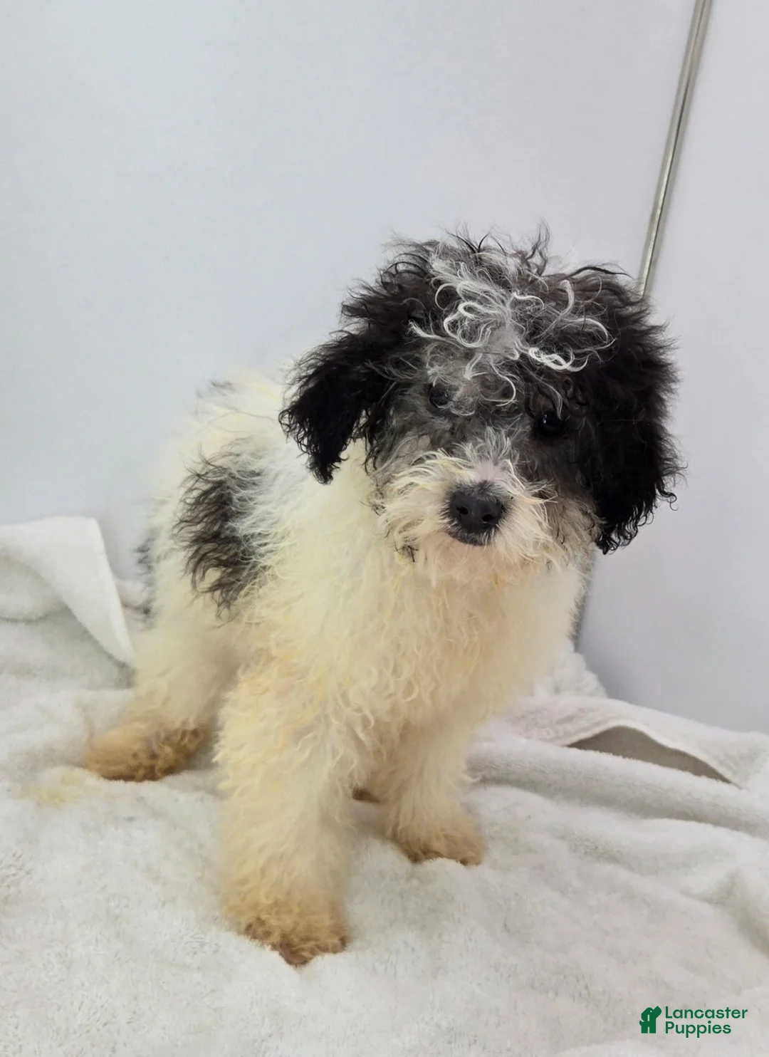 Toy Poodle dogs for sale: Leo toy poodle  - Ad 1