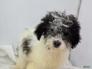 Toy Poodle dogs for sale: Leo toy poodle - Ad 2