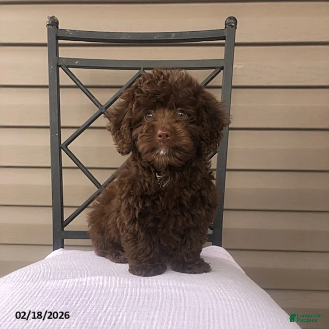 Doxiepoo dogs for sale: Teddy - Ad 1