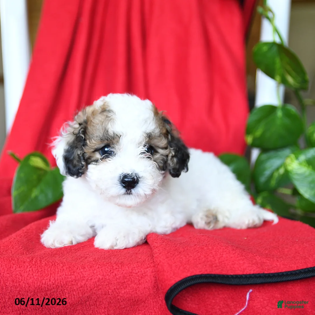 Bichpoo dogs for sale: Sweetie - Ad 2