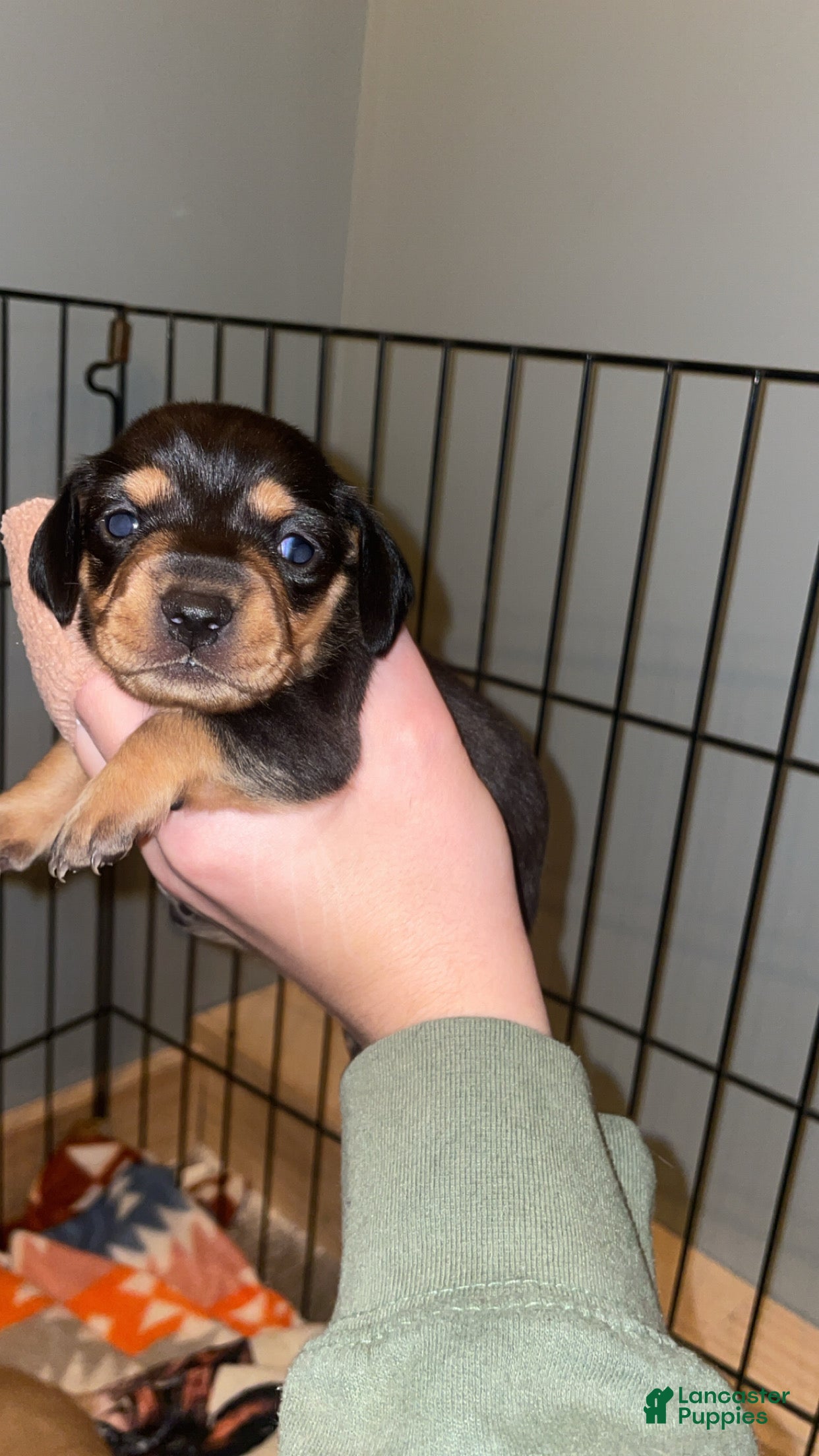 Miniature Dachshund dogs Miniature Dachshund Puppy 4 - Ad 3