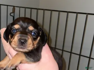 Miniature Dachshund dogs Miniature Dachshund Puppy 4 - Ad 3