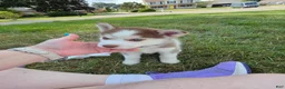 Pomsky dogs for sale: Annabelle - Ad 5