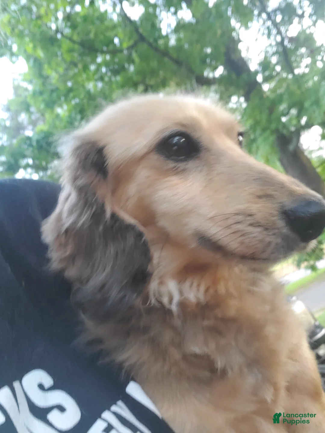 Miniature Dachshund dogs for sale: Wilma, black & cream - Ad 8