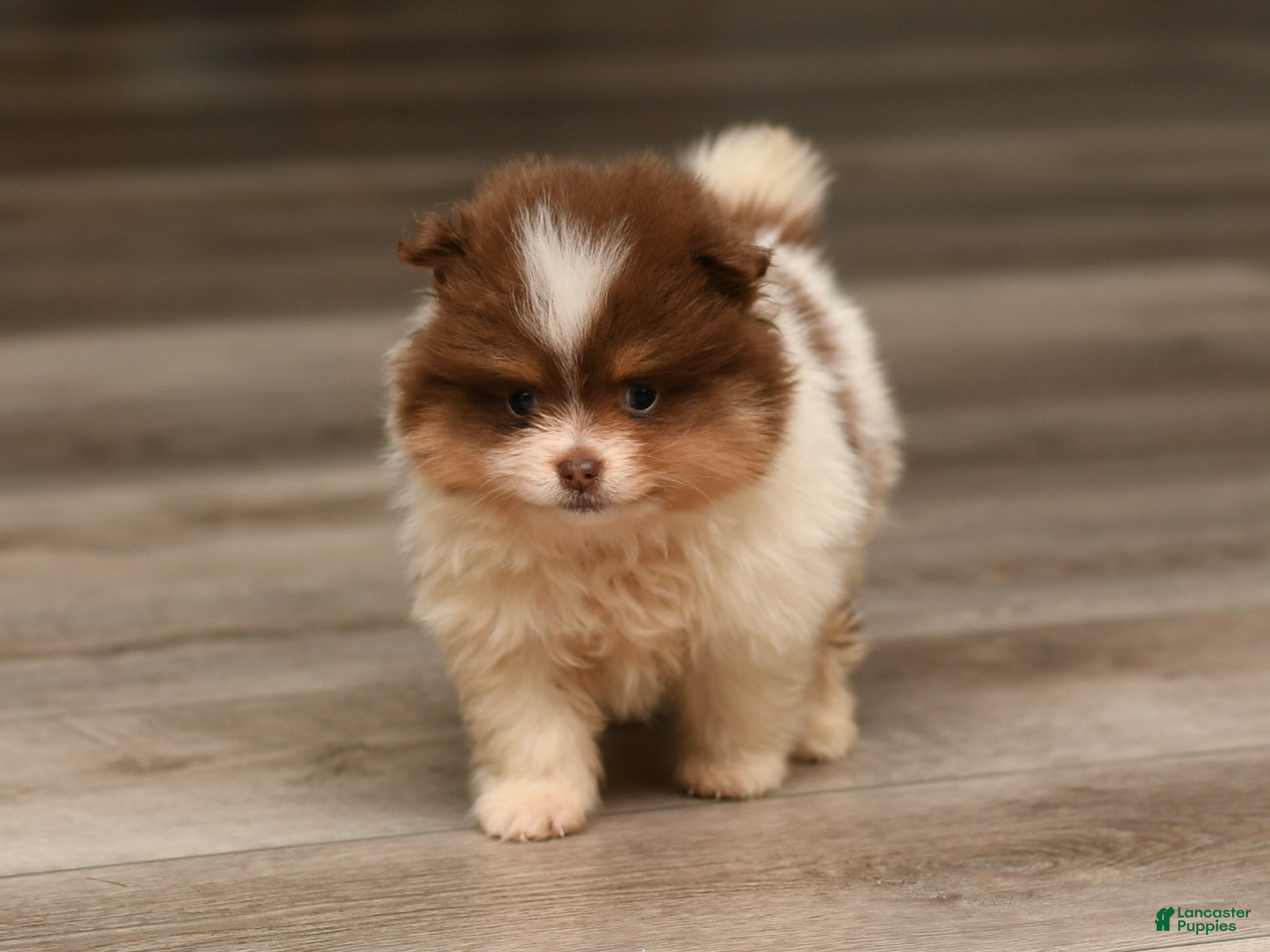 Pomeranian dogs Levi  - Ad 2