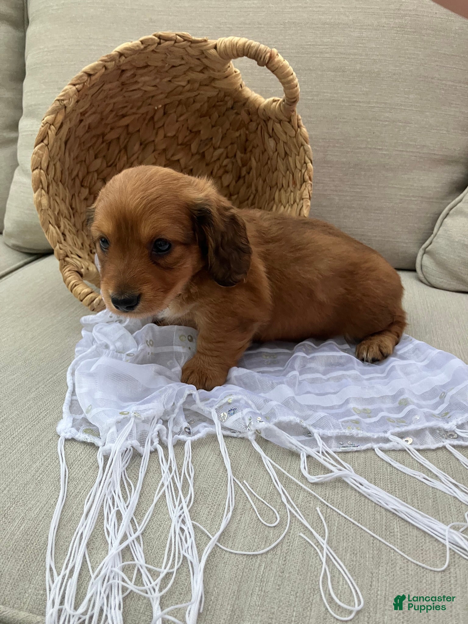 Miniature Dachshund dogs for sale: Daisy - Ad 3