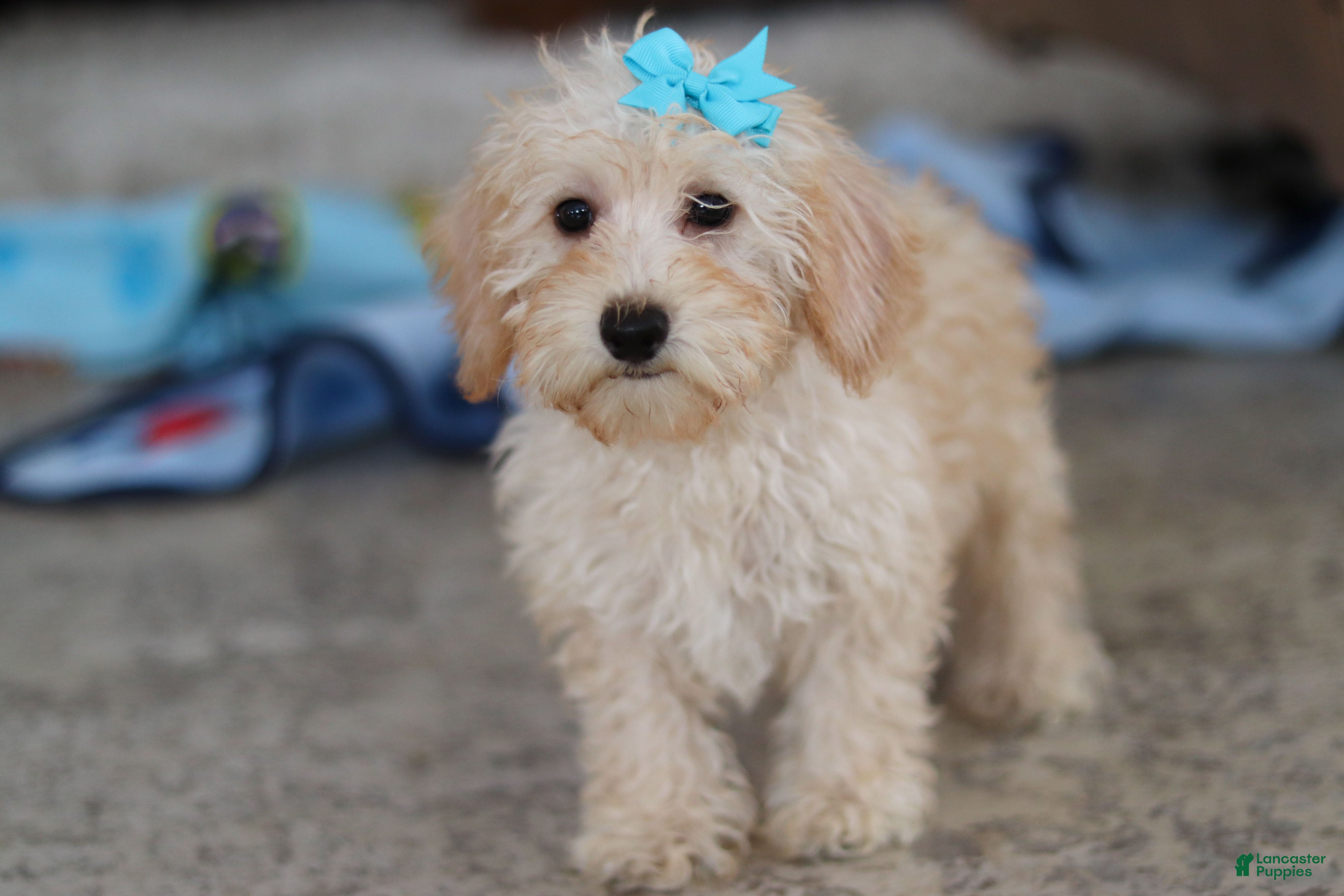Schnoodle dogs Piper - Ad 2