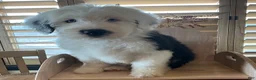 Old English Sheepdog dogs for sale: Old English Sheepdog Puppy 1 - Ad 4