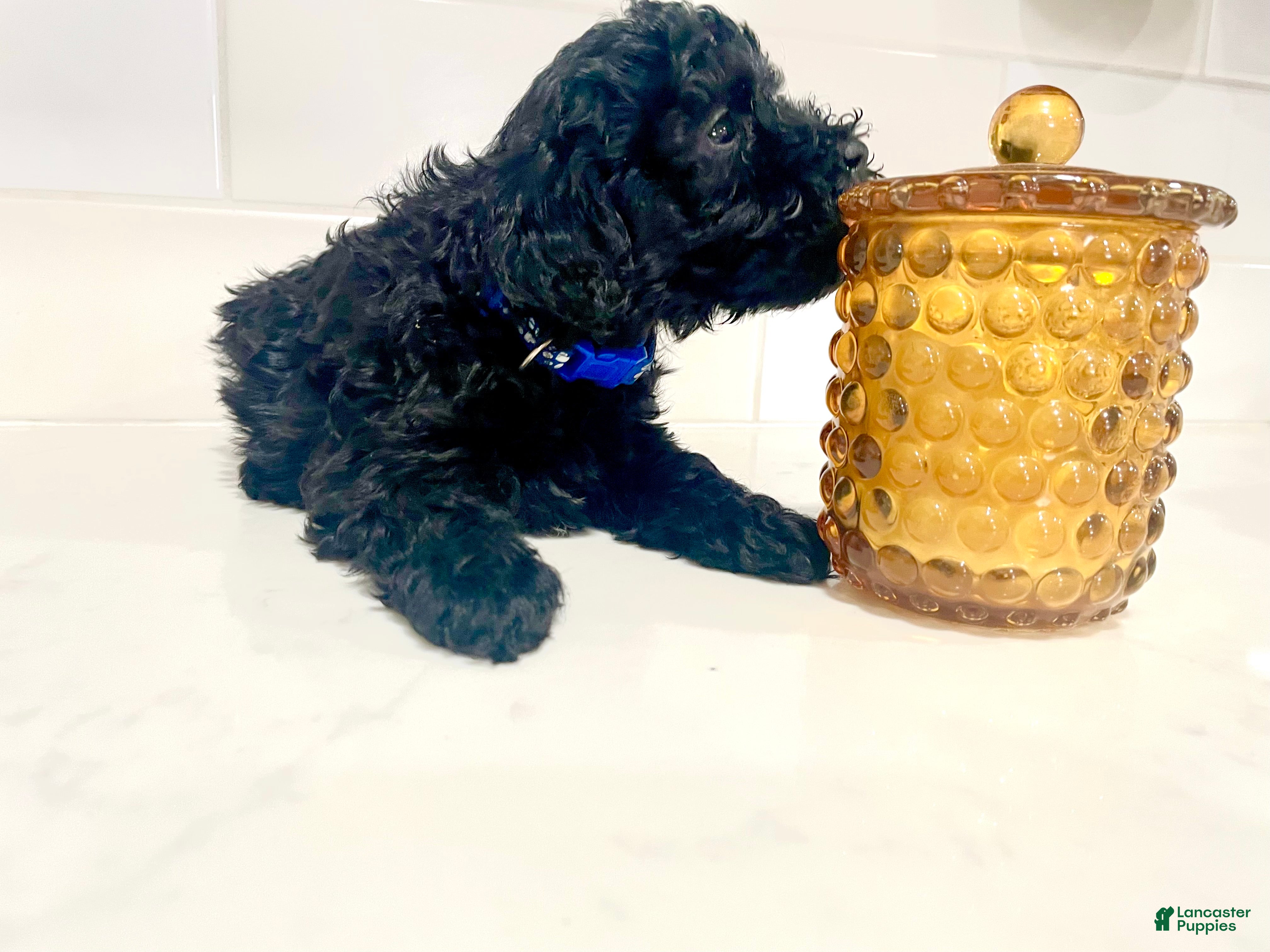 Mixed Breed dogs Blue - Ad 40