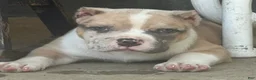 American Bully dogs for sale: Oakley - Ad 2