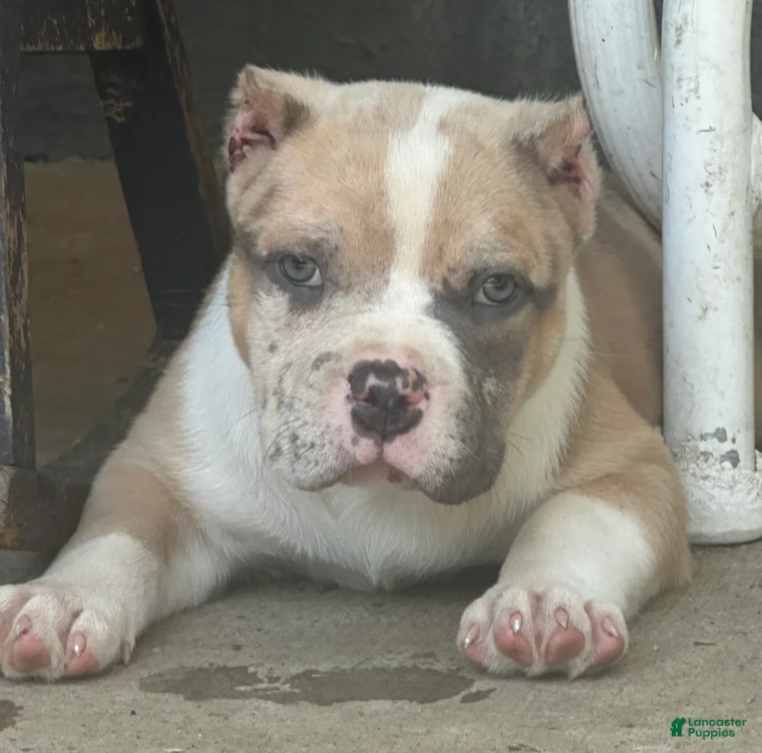 American Bully dogs for sale: Oakley - Ad 2