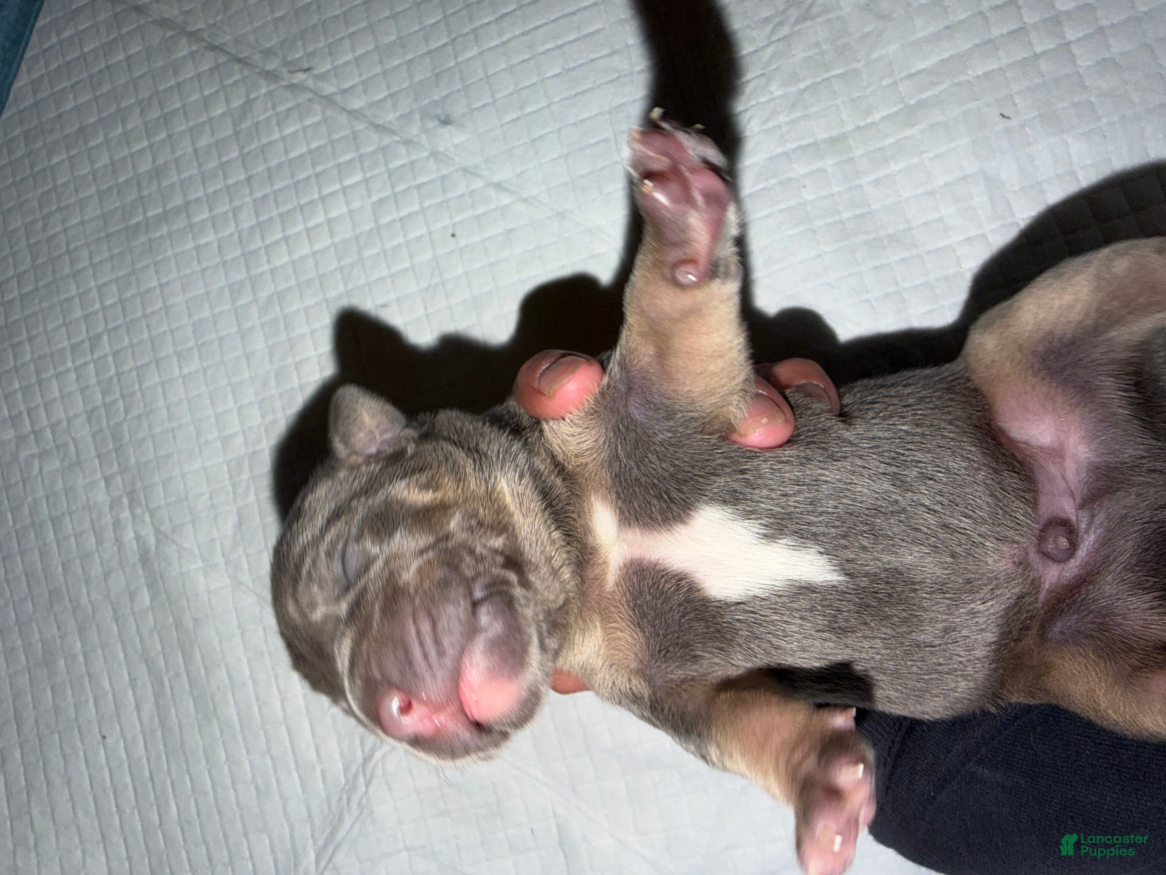 American Bully dogs Mack - Ad 2