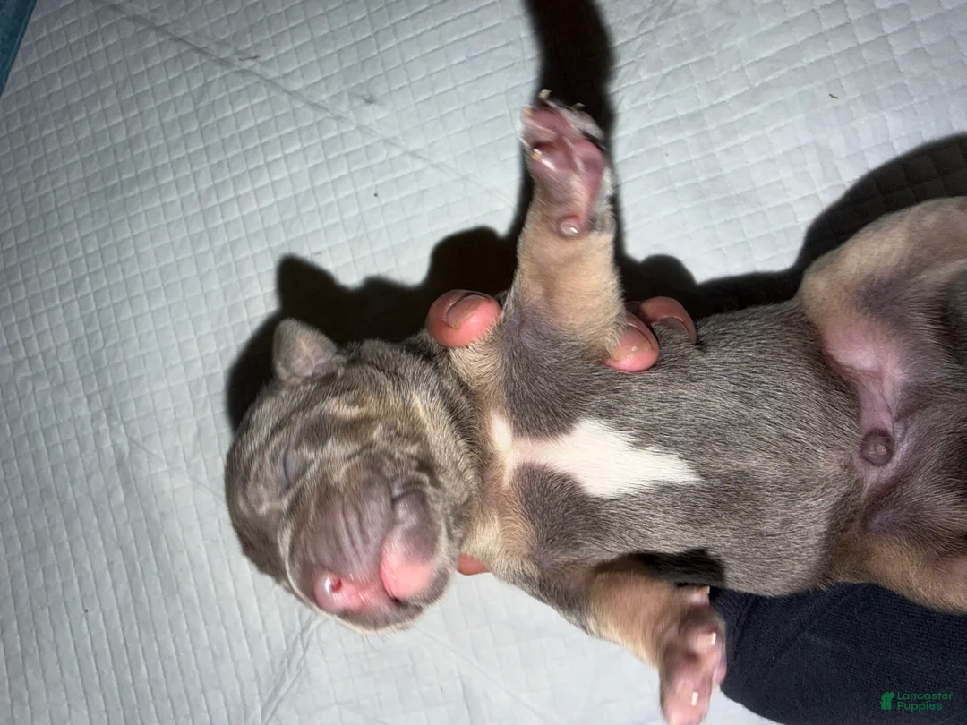 American Bully dogs for sale: Mack - Ad 2
