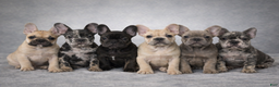 French Bulldog dogs for sale: French Bulldog Puppy 1 - Ad 4