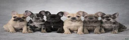 French Bulldog dogs for sale: French Bulldog Puppy 1 - Ad 4